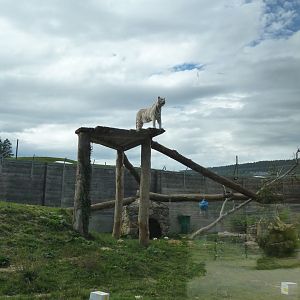Sikypark Crémines - Tiger enclosure