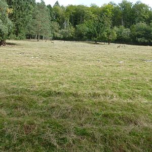 Sikypark Crémines - Common fallow deer meadow