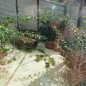 Sikypark Crémines - Inside the lion house - Separation enclosure
