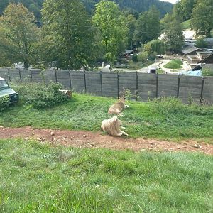 Sikypark Crémines - Lion enclosure