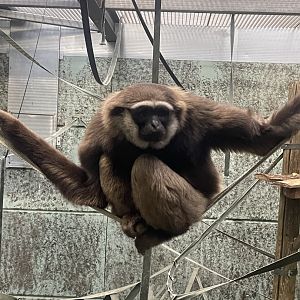 Male Agile Gibbon ‘Storm’