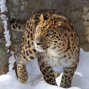 Amur Leopard