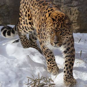 Amur Leopard