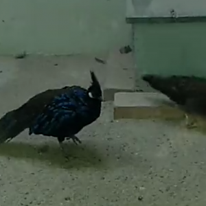 Palawan Peacock-Pheasant（Polyplectron Napoleonis）