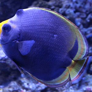 Dusky butterflyfish - Chaetodon flavirostris