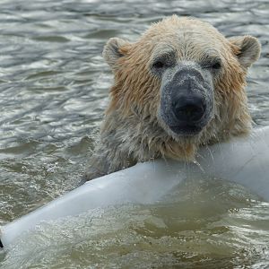 Polar Bear , YWP, UK