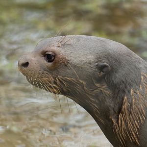 Giant otter, YWP, UK