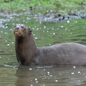 Giant otter, YWP, UK