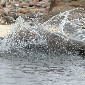 Californian Sea Lion, YWP, UK