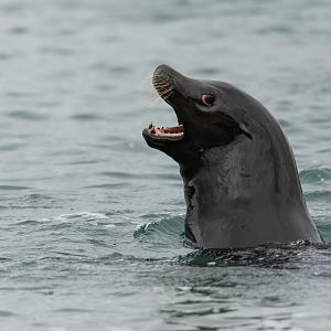 Californian Sea Lion, YWP, UK