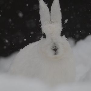 Ezo mountain hare ( Lepus timidus ainu )