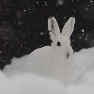 Ezo mountain hare ( Lepus timidus ainu )