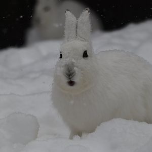 Ezo mountain hare ( Lepus timidus ainu )