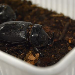 Palm rhinoceros beetle (Oryctes owariensis)