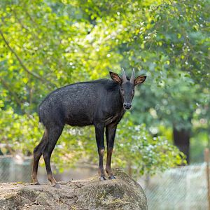 Sumatran Serow