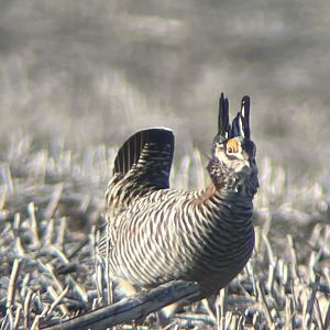 Greater Prairie-Chicken