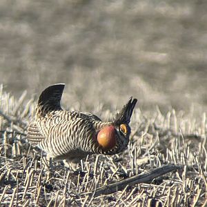Greater Prairie-Chicken