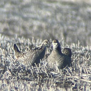 Greater Prairie-Chickens