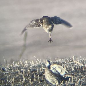 Greater Prairie-Chickens