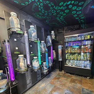 Gulf Specimen Aquarium - The Pickelerium exhibit