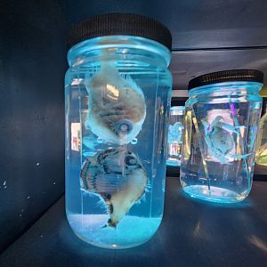 Gulf Specimen Aquarium - The Pickelerium (hatchetfish)