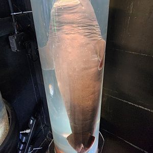 Gulf Specimen Aquarium - The Pickelerium (deep-sea shark)