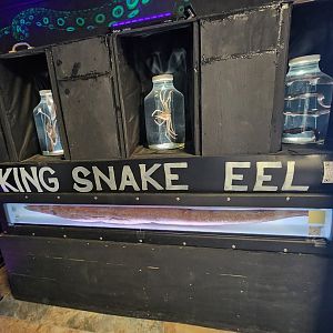 Gulf Specimen Aquarium - The Pickelerium snake-eel wall