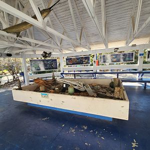 Gulf Specimen Aquarium - Education area