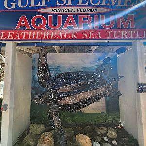 Gulf Specimen Aquarium -Leatherback Sea Turtle model