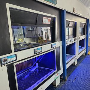 Gulf Specimen Aquarium - Wall tanks