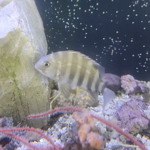 Gulf Specimen Aquarium - Fish (sheepshead?)