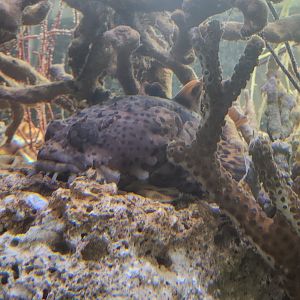 Gulf Specimen Aquarium - Toadfish