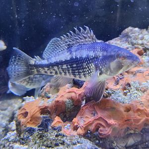 Gulf Specimen Aquarium - Fish