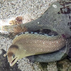 Gulf Specimen Aquarium - Ocellated Moray