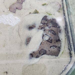 Gulf Specimen Aquarium - Narcine brasiliensis