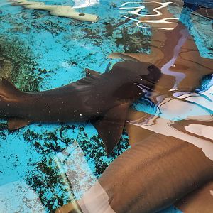 Gulf Specimen Aquarium -Nurse Sharks