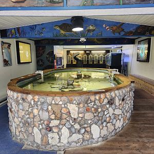 Gulf Specimen Aquarium - Not a touch tank