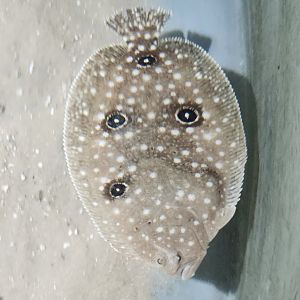 Gulf Specimen Aquarium - Flounder
