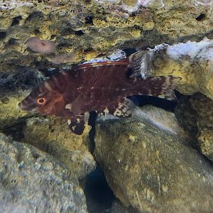 Gulf Specimen Aquarium - Fish