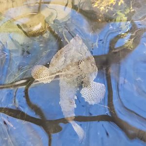 Gulf Specimen Aquarium - Batfish