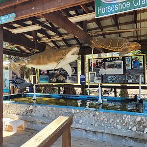 Gulf Specimen Aquarium - Another touch tank