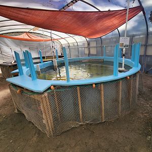 Gulf Specimen Aquarium - Sea turtle rehab tank