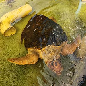 Gulf Specimen Aquarium - Loggerhead Sea Turtle
