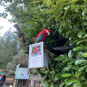 Red and green macaw (free from aviary) 170224