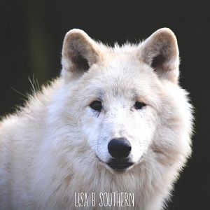 Arctic wolf