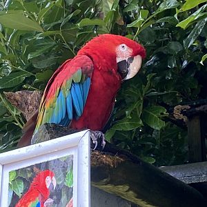 Green-winged macaw 170224
