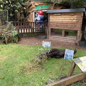 Hermann’s tortoise enclosure 170224