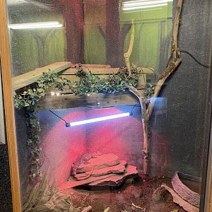 Red tegu exhibit 170224
