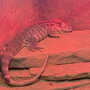 Red tegu 170224