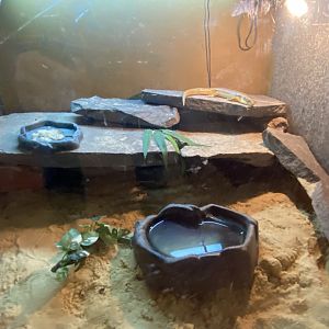 Schneider’s skink exhibit 170224